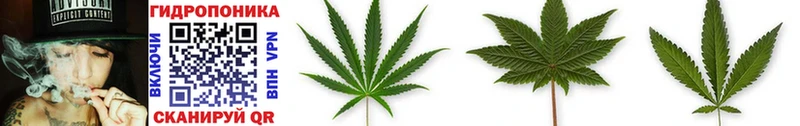 Купить  Ленинск-Кузнецкий  Конопля OG Kush 